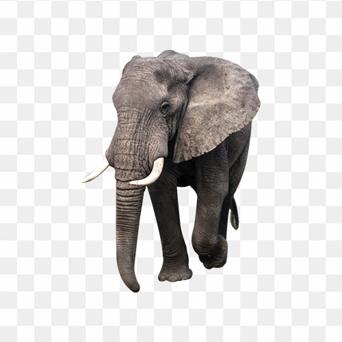 Elephant image transparent png image